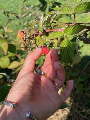 Indian Creek Farm by null