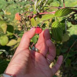 Indian Creek Farm - berry