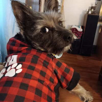 Timber Ridge Kennels TIMBER RIDGE KENNELS OF HAMPTONBURGH - Updated July 2026 - 22 Reviews ...