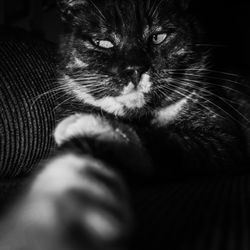 Jo Gonsalves Photography - Animal Portrait