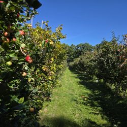 Ragged Hill Orchard - Apple rows