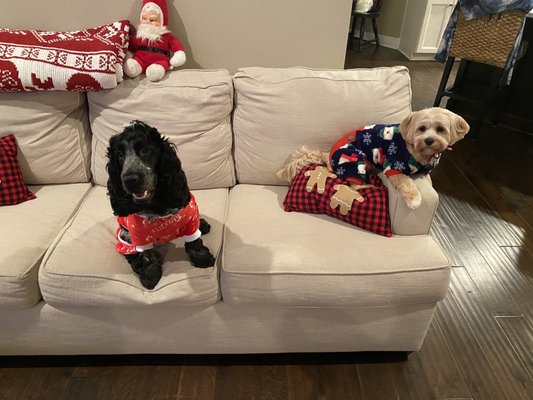 Barks By the Bay & Meows Too