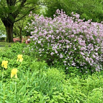 Italian Lake - Fragrant pollinator garden w/butterfly bushes & irises in front yard of lake-facing home - Parks Near Me Italian Lake - Fragrant pollinator garden w/butterfly bushes & irises in front yard of lake-facing home - Parks Near Me