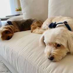 A Plus Pet Grooming At Bark Avenue - Groomer did exactly what I asked! Happy boys, ready for summer! :)