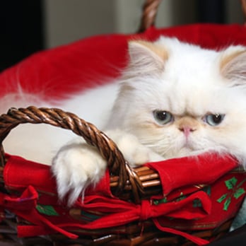 Purr Erze - Our friendly greeter "Chai" - Pet Groomers Near Me - Novato, California Purr Erze - Our friendly greeter "Chai" - Pet Groomers Near Me - Novato, California