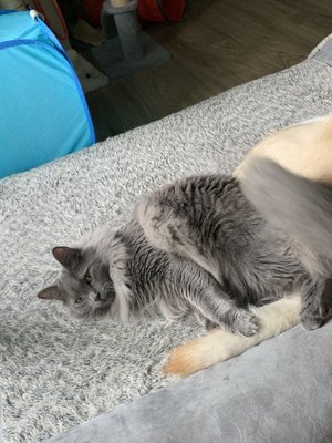 Animal Protective Foundation