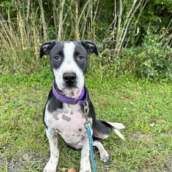 The Lucky Puppy Rescue - Handsome lucky puppy!