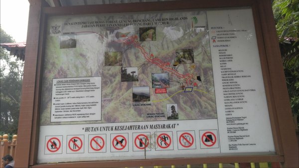 Mossy Forest by null