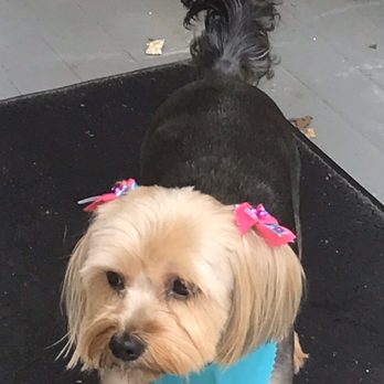 Pet Supplies Plus Brooklyn - Freshly groomed doggo! - Pet Groomers Near Me - Brooklyn, Ohio