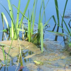 Wasserlehrpfad - Wasserlehrpfad Hetlingen
