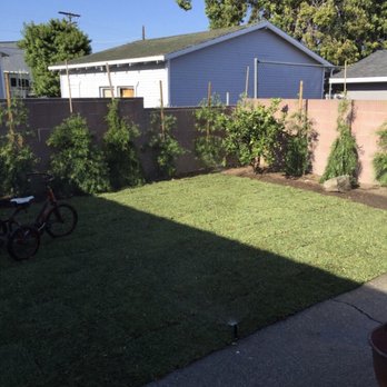 ASC Landscaping - New sod, with Policarpo trees planted intended to become a hedge in future for more privacy - Landscaping Near Me ASC Landscaping - New sod, with Policarpo trees planted intended to become a hedge in future for more privacy - Landscaping Near Me