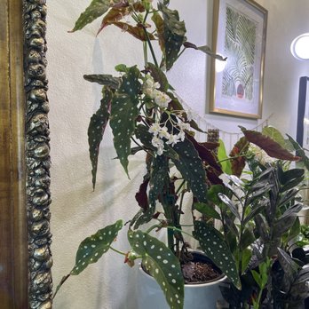 Green House - Larger polka dot begonia - Nurseries & Gardening Near Me - Granada Hills, California Green House - Larger polka dot begonia - Nurseries & Gardening Near Me - Granada Hills, California