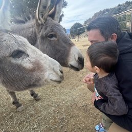 My husband and son meeting some of the donkeys. My husband and son meeting some of the donkeys.