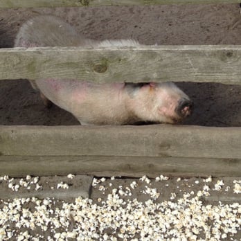 Popcorn Park Zoo - Notice all the popcorn out of reach for this pig; pens are separated by two fences so a lot of food goes to waste from bad aim. - Zoos Near Me - Forked River, New Jersey