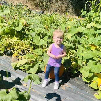 Fort Cross Old Timey Adventures - Pumpkin Patch - Tours Near Me - Santa Ysabel, California
