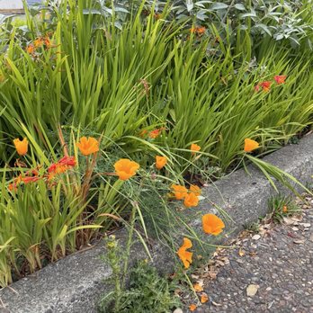 Carter House Inns - California poppies growing across the street - Hotels Near Me - Eureka, California