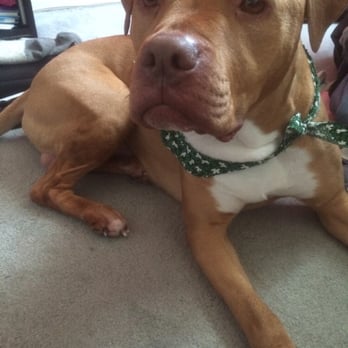 Pooch Styles - Tip chilling after his bath. - Pet Groomers Near Me - Forestville, Maryland
