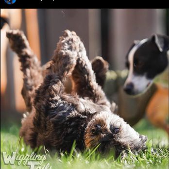 Wiggling Tails - Pet Boarding Near Me