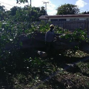 AA Tree Service - Tree Services Near Me - Margate, Florida AA Tree Service - Tree Services Near Me - Margate, Florida