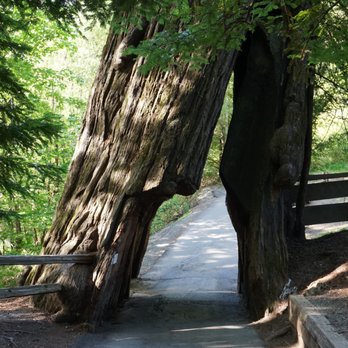 Shrine Drive Thru Tree - Landmarks & Historical Buildings Near Me - Meyers Flat, California Shrine Drive Thru Tree - Landmarks & Historical Buildings Near Me - Meyers Flat, California