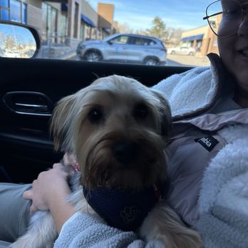 Spawlash Pet Salon - This is my grandson. He's seven month year-old Yorkshire terrier. - Pet Groomers Near Me - Northglenn, Colorado Spawlash Pet Salon - This is my grandson. He's seven month year-old Yorkshire terrier. - Pet Groomers Near Me - Northglenn, Colorado