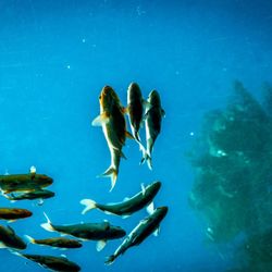 Urla Şarapçılık - Fish in the skylight