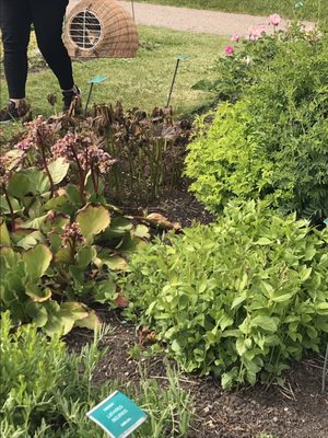 Botaniska trädgården by null