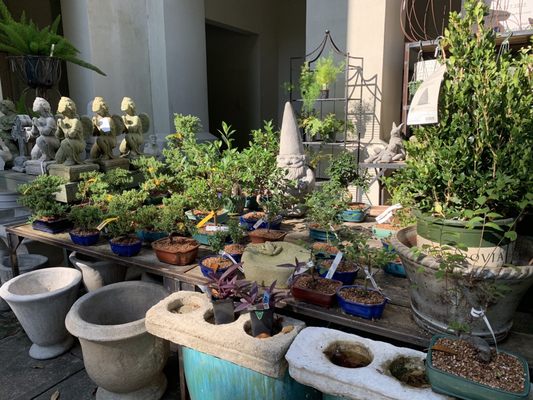 Birmingham Botanical Gardens by null