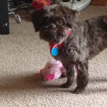 Parker Kennels - My baby girl, Gypsy. - Pet Boarding Near Me - Foley, Alabama