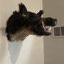 Photo of Dallas Taxidermy