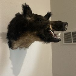 Dallas Taxidermy