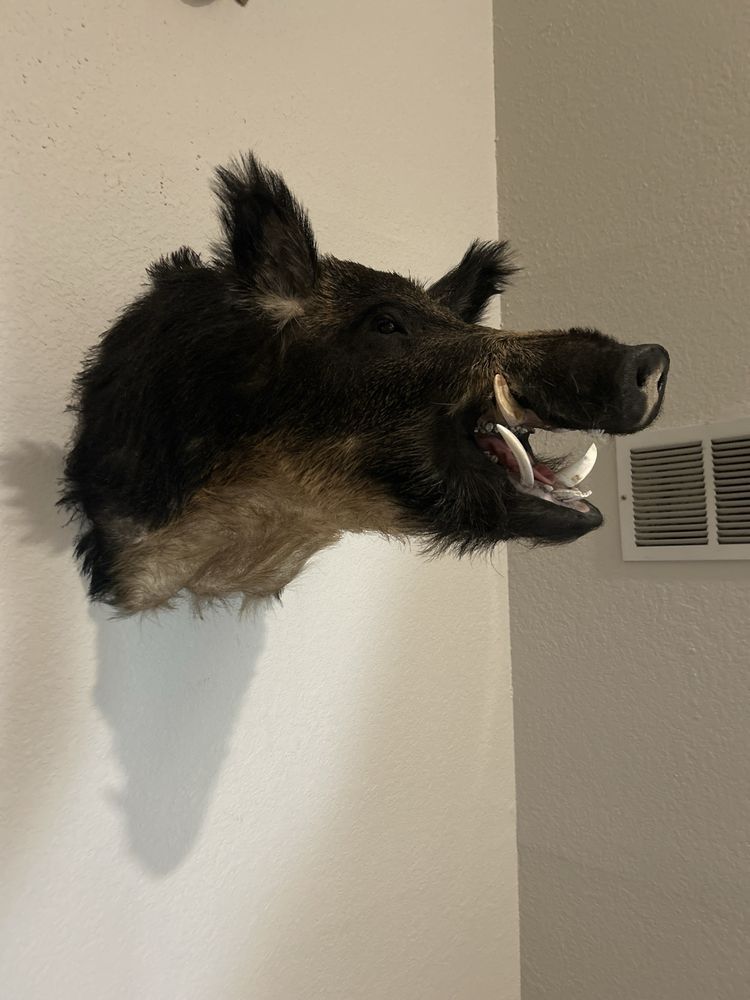 Dallas Taxidermy - taxidermy in Dallas, TX
