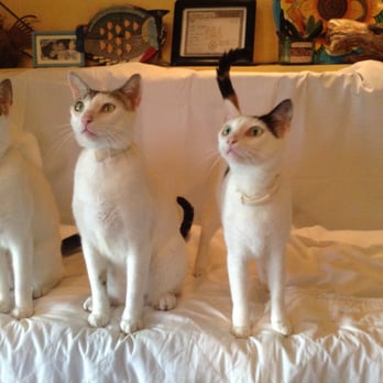 Claws Paws Wings and Things - Meet our Mexican babies...they have come a long way - Dog Walkers Near Me Claws Paws Wings and Things - Meet our Mexican babies...they have come a long way - Dog Walkers Near Me
