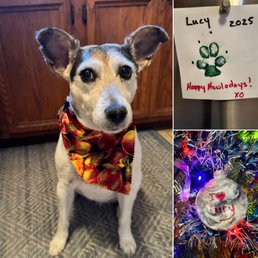 Lucy's Grooming Day