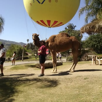Balloon Safari - Hot Air Balloons Near Me - Escondido, California