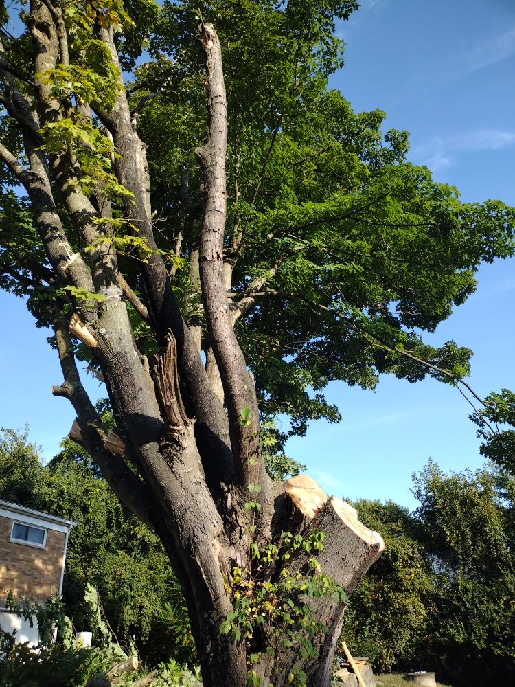 Marcus Dees Tree Service - tree service in Springdale, OH