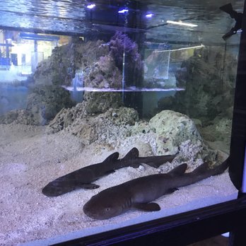 Easy Aquariums - Beth and Jerry, short tail nurse sharks - Aquariums Near Me - Westbrook, Maine Easy Aquariums - Beth and Jerry, short tail nurse sharks - Aquariums Near Me - Westbrook, Maine