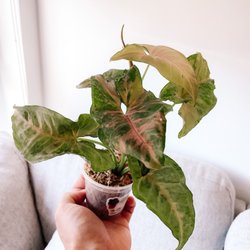 The Plant Lady