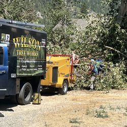 Wilson Tree Works - Fallen Tree Removal