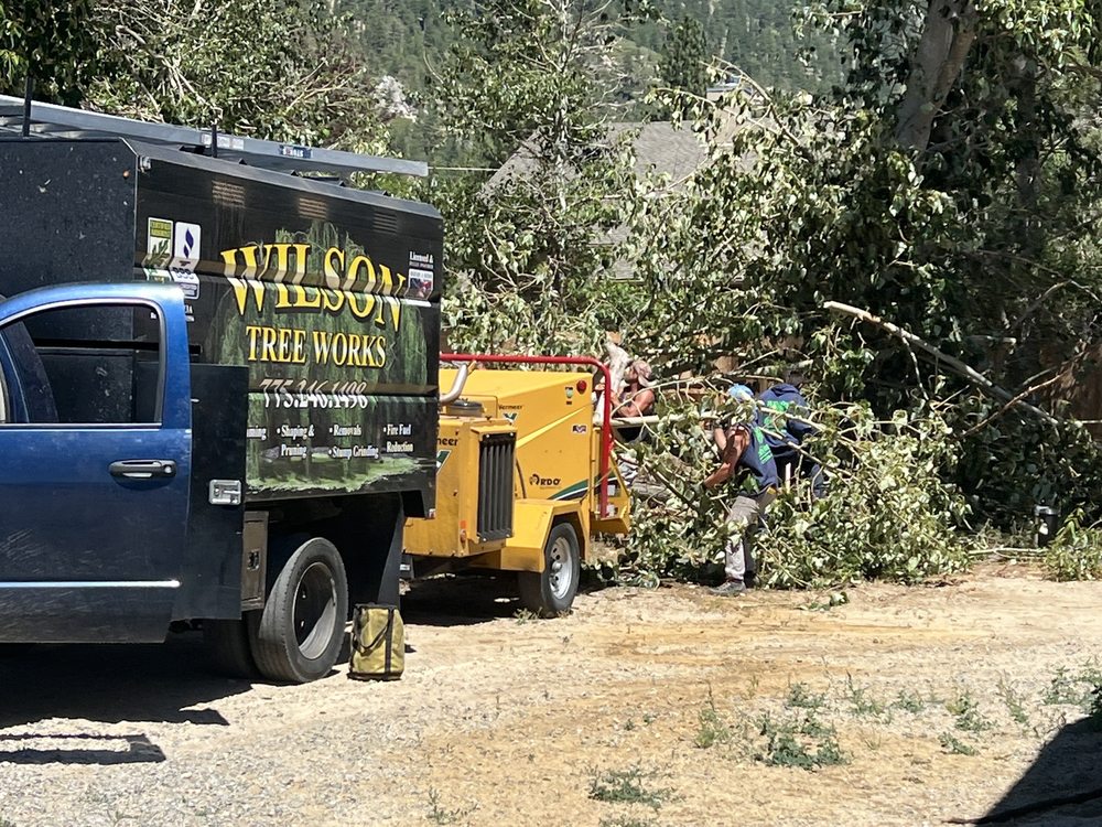 Wilson Tree Works - tree service in Dayton, NV
