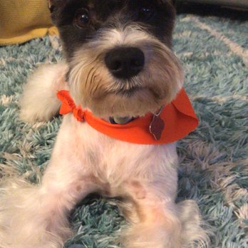 Orange Grooming - Pet Groomers Near Me - Miami, Florida