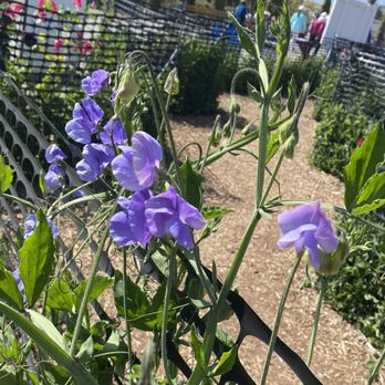 The Flower Fields - Sweet Peas flowers - Venues & Event Spaces Near Me - Carlsbad, California The Flower Fields - Sweet Peas flowers - Venues & Event Spaces Near Me - Carlsbad, California