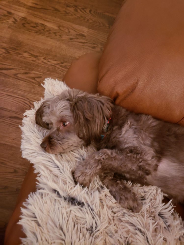 OCEANSIDE ANIMAL CLINIC Updated March 2024 49 Photos & 72 Reviews