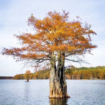 Ole jiggers Caddo lake Adventures - Boat Tours Near Me - Karnack, Texas Ole jiggers Caddo lake Adventures - Boat Tours Near Me - Karnack, Texas