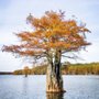 Photo of Ole jiggers Caddo lake Adventures
