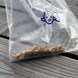 Dead crickets