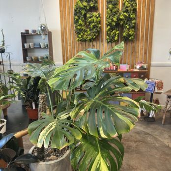 Green House - Nurseries & Gardening Near Me - Granada Hills, California Green House - Nurseries & Gardening Near Me - Granada Hills, California