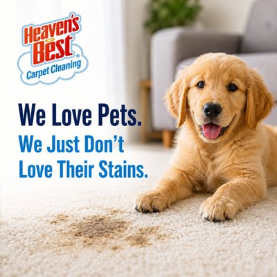 🌱♻️ Eco & Pet-friendly Floor Cleaning Services - Heaven's Best has a unique, low-moisture carpet cleaning process that will leave your carpets clean, fresh and DRY IN 1 HOUR. With our system, you don't need to worry about walking on wet carpets, staying out of your house for hours and hours, or damage to the glue that holds your carpet together.
Our process removes the issue of sticky chemical residue that causes your carpet to get dirty again fast. The Heaven's Best process and cleaning solutions are pet and child-friendly. You'll be amazed at how great your carpets will smell.
Some franchise areas offer other cleaning services which may include oriental and area rug cleaning, tile and grout cleaning, fabric protection, minor carpet repair, and duct cleaning.
Heaven's Best franchise owners are passionate about providing top quality results with a high level of professionalism. When you need a dependable, honest carpet cleaner that gets you the results you want, call Heaven's Best Carpet Cleaning. You'll be glad you did! 🌱♻️ Eco & Pet-friendly Floor Cleaning Services - Heaven's Best has a unique, low-moisture carpet cleaning process that will leave your carpets clean, fresh and DRY IN 1 HOUR. With our system, you don't need to worry about walking on wet carpets, staying out of your house for hours and hours, or damage to the glue that holds your carpet together.
Our process removes the issue of sticky chemical residue that causes your carpet to get dirty again fast. The Heaven's Best process and cleaning solutions are pet and child-friendly. You'll be amazed at how great your carpets will smell.
Some franchise areas offer other cleaning services which may include oriental and area rug cleaning, tile and grout cleaning, fabric protection, minor carpet repair, and duct cleaning.
Heaven's Best franchise owners are passionate about providing top quality results with a high level of professionalism. When you need a dependable, honest carpet cleaner that gets you the results you want, call Heaven's Best Carpet Cleaning. You'll be glad you did!