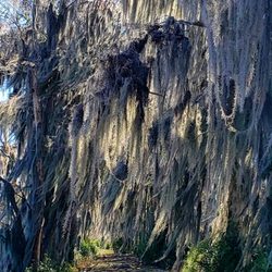 Alligator Lake - Trail of Spanish Moss