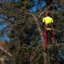 Photo of Roubic Tree Service